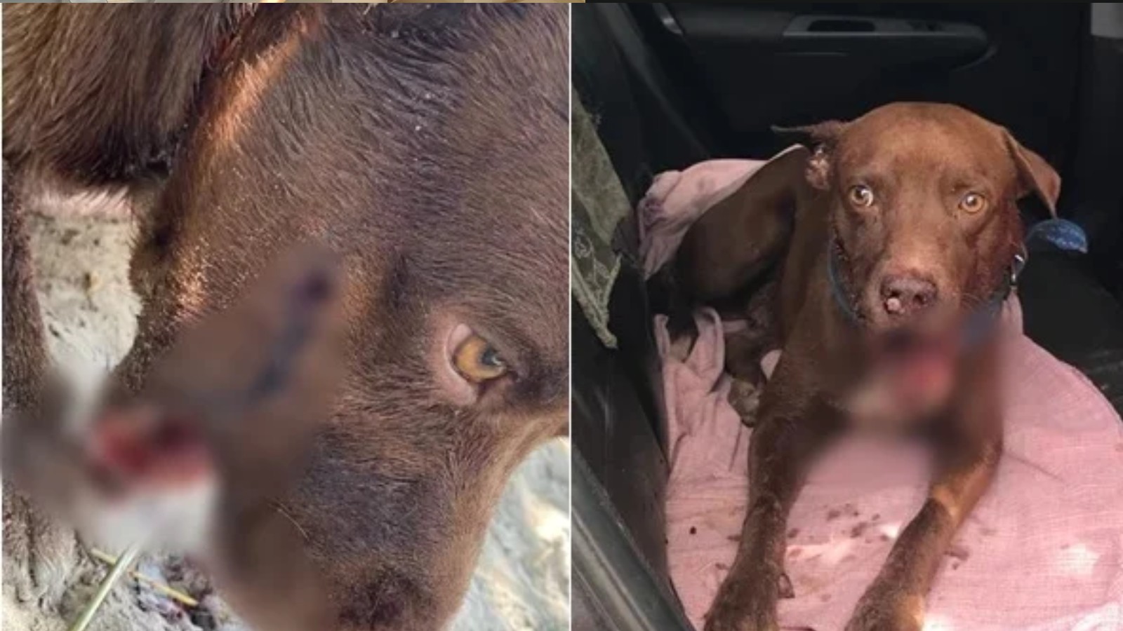 Cachorro é submetido à eutanásia após ter boca dilacerada por disparo; tutor aponta ex-militar como suspeito