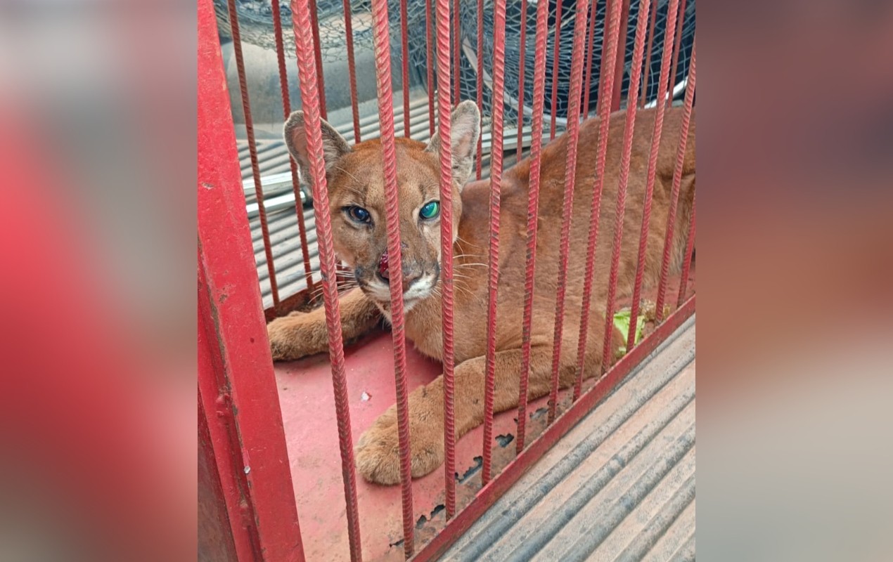 Onça-parda é encontrada ferida em propriedade rural e resgatada em Ribeirão Branco