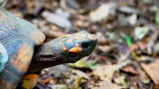 Veja animais estão sendo  readaptados à Floresta da Tijuca - Programa: Globo Repórter 