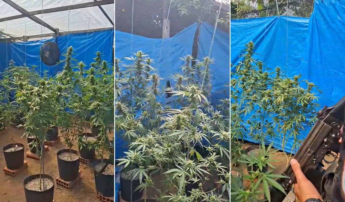 Polícia encontra estufa com mais de 100 pés de maconha em Búzios; proprietário alega produção para fins medicinais