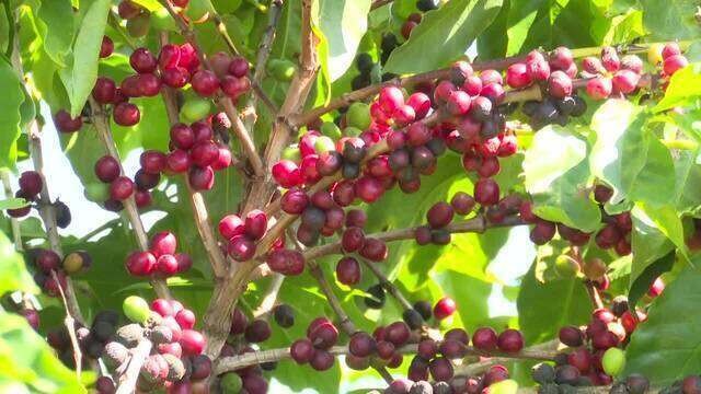 Colheita de café no Paraná surpreende agricultores em 2024