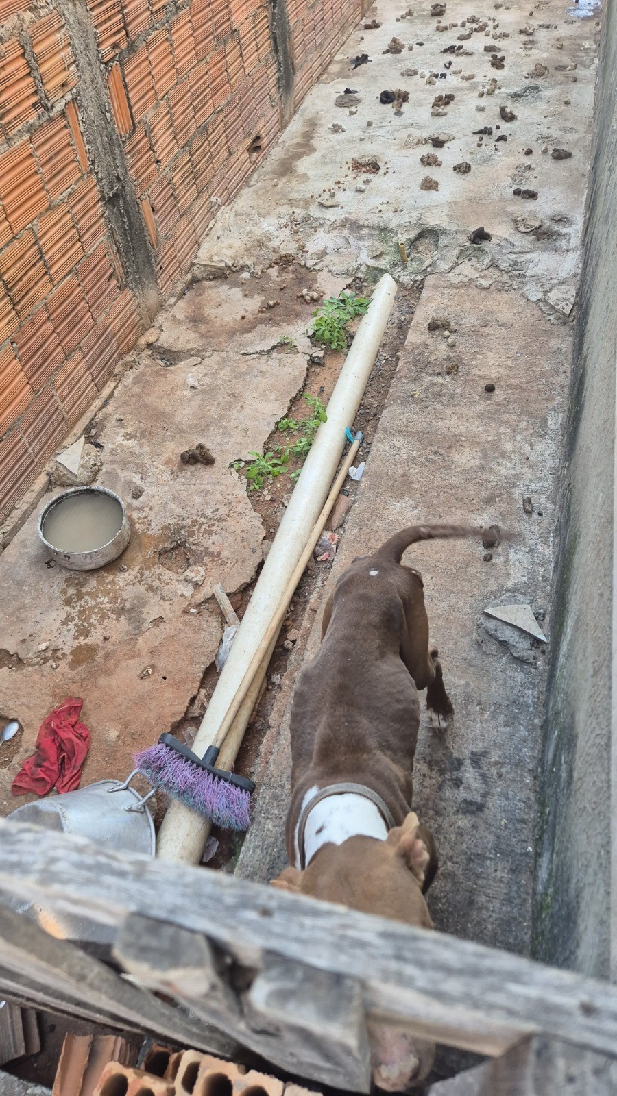 Cão é resgatado após ficar preso por mais de 20 dias em corredor de casa, rodeado de fezes e sem alimentação adequada, em Presidente Prudente