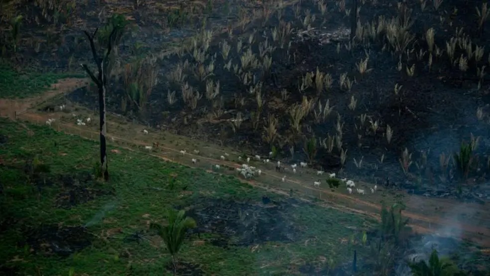 União Europeia exigirá, a partir do fim deste ano, que a carne e outras commodities brasileiras sejam livres de desmatamento — Foto: Getty Images via BBC