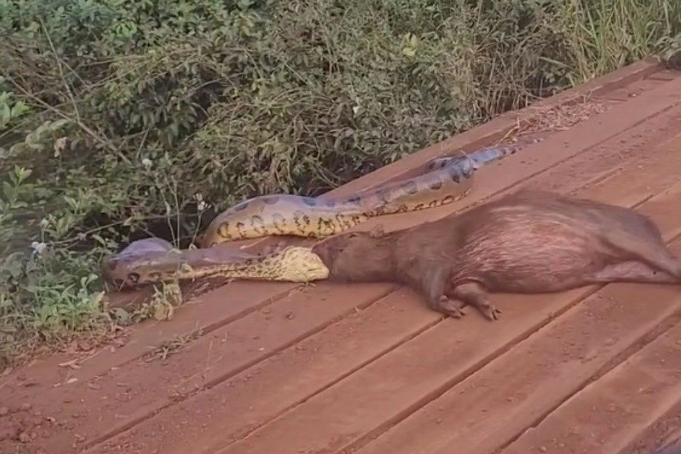 Sucuri tenta comer capivara próximo a fazenda, em Sidrolândia (MS). — Foto: César Bertoldo