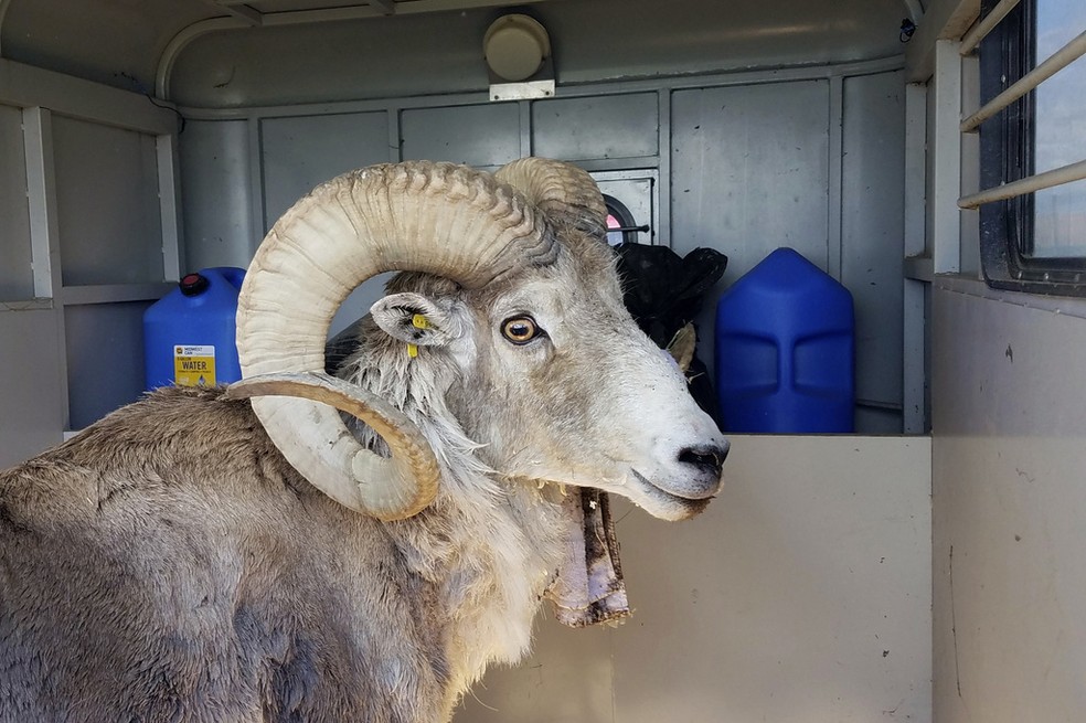 Esse carneiro-da-montanha é um clone e era usado para criar espécies híbridas vendidas para serem caçadas — Foto: Departamento de Parques e Vida Selvagem de Montana/ Via AP