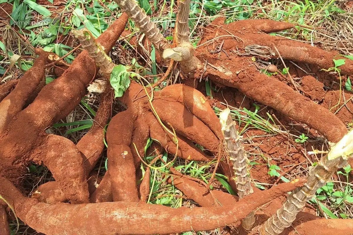 Bandidos invadem horta de madrugada e furtam 25 kg de mandioca em Campo Grande