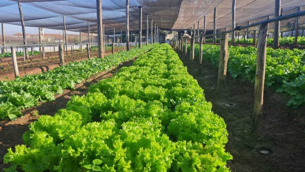 Detentos cultivam horta e produzem toneladas de hortaliças na região de Bauru — Foto: Governo de SP/divulgação
