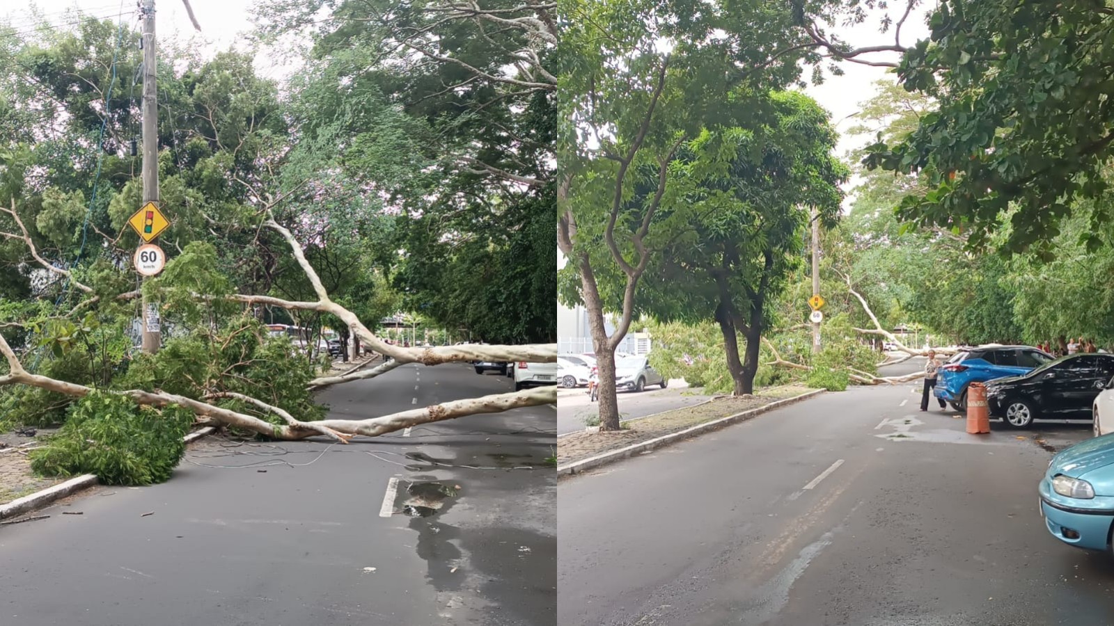 Árvore cai na avenida Maranhão e interdita os dois sentidos da via em Teresina