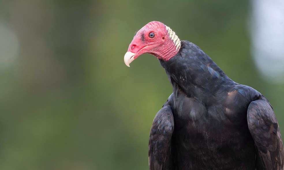 Mercúrio é encontrado em penas de urubu-de-cabeça-vermelha na Amazônia — Foto: Nailson de Andrade Neri Júnior