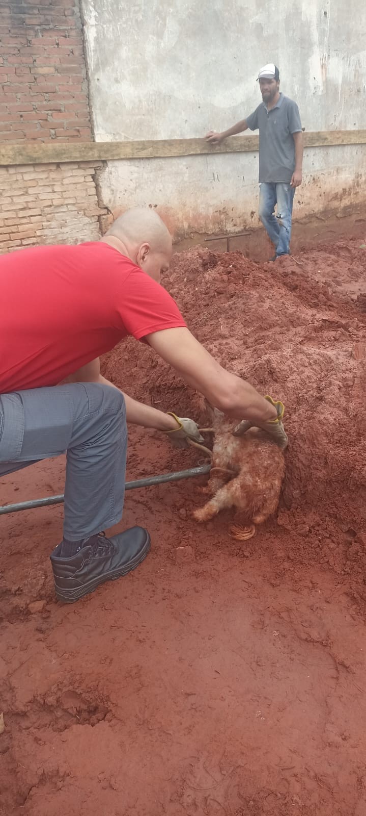 Cachorro é resgatado após cair e ficar preso em buraco de obra em Bastos