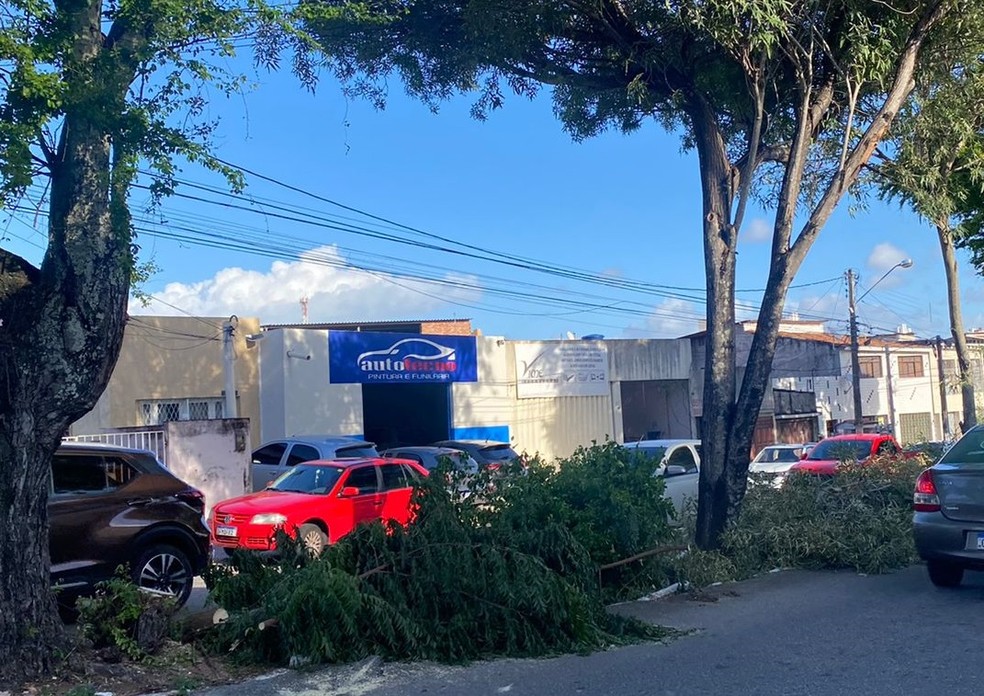 Corte de árvores na avenida Jaguarari para obra da STTU em Natal — Foto: Francielly Medeiros / Inter TV Cabugi