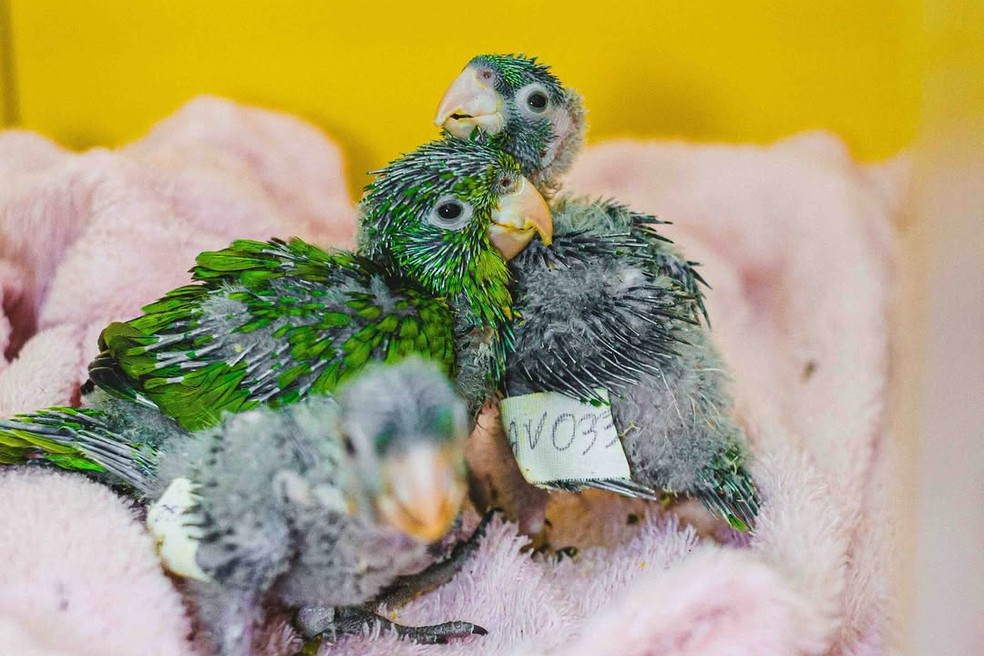 Filhotes de psittaciformes resgatados e sendo tratados no HFAUS — Foto: Divulgação/Caio Cavalcante