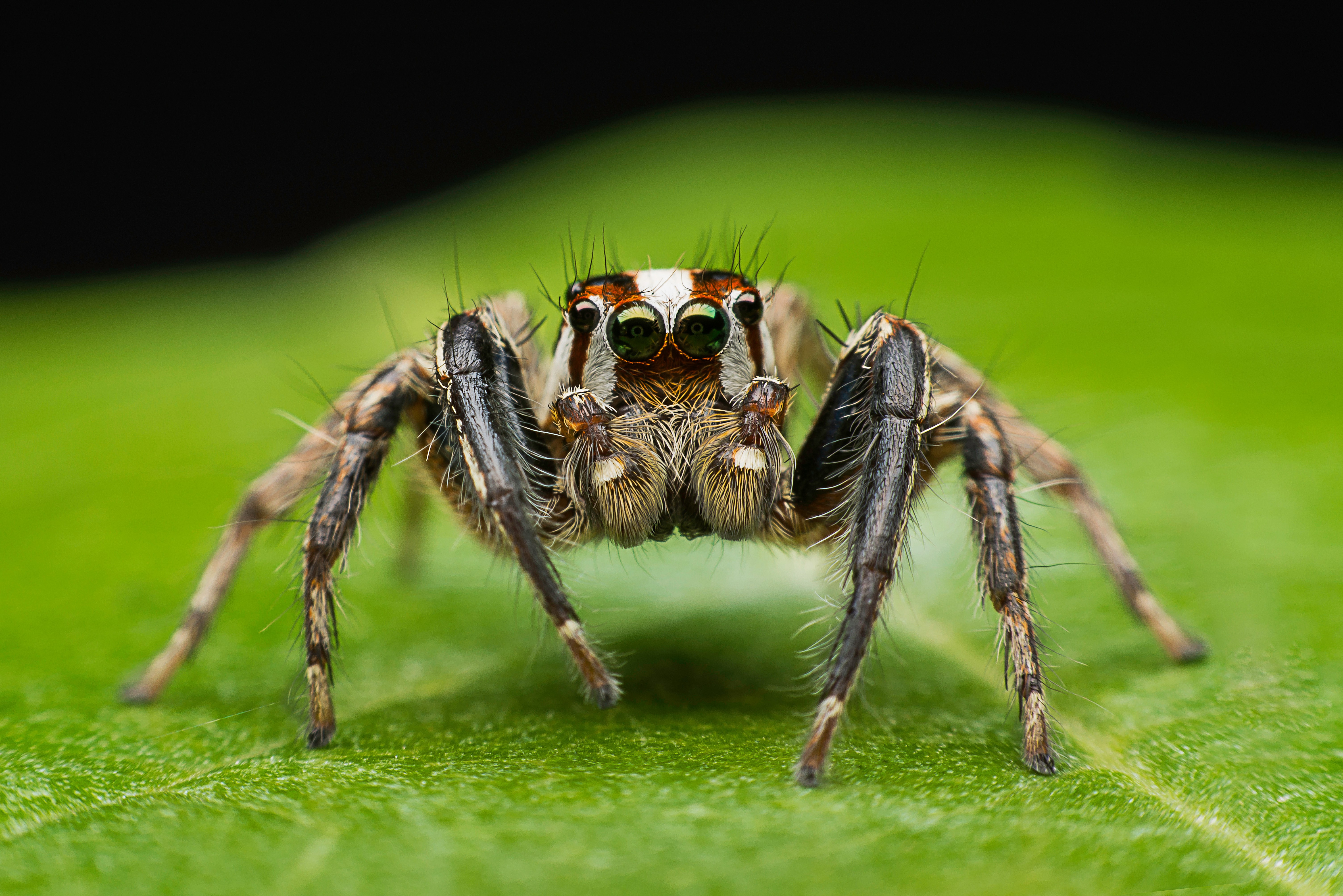 Muito além de subir pelas paredes: aranhas usam as patas como órgãos olfativos