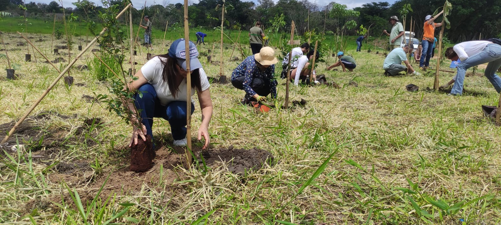 Em 3 anos, projeto da Mata Santa Genebra acumula 37 mil mudas nativas plantadas em Campinas