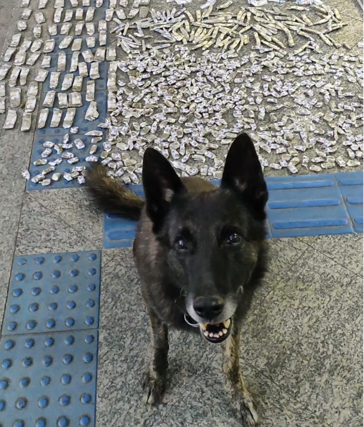 Cães farejadores auxiliam em  operação de combate ao tráfico de drogas em Teresópolis