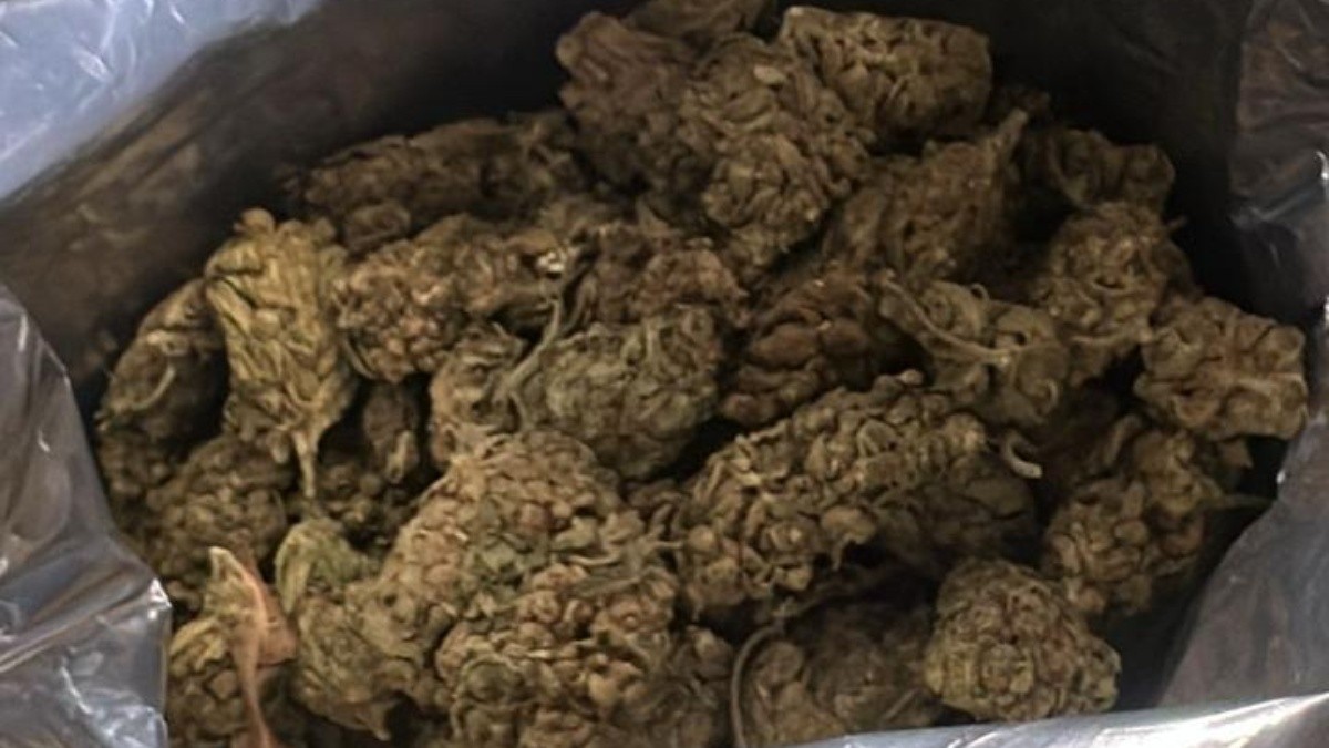 PRF apreende mais de meia tonelada de maconha em Magé; três pessoas são presas