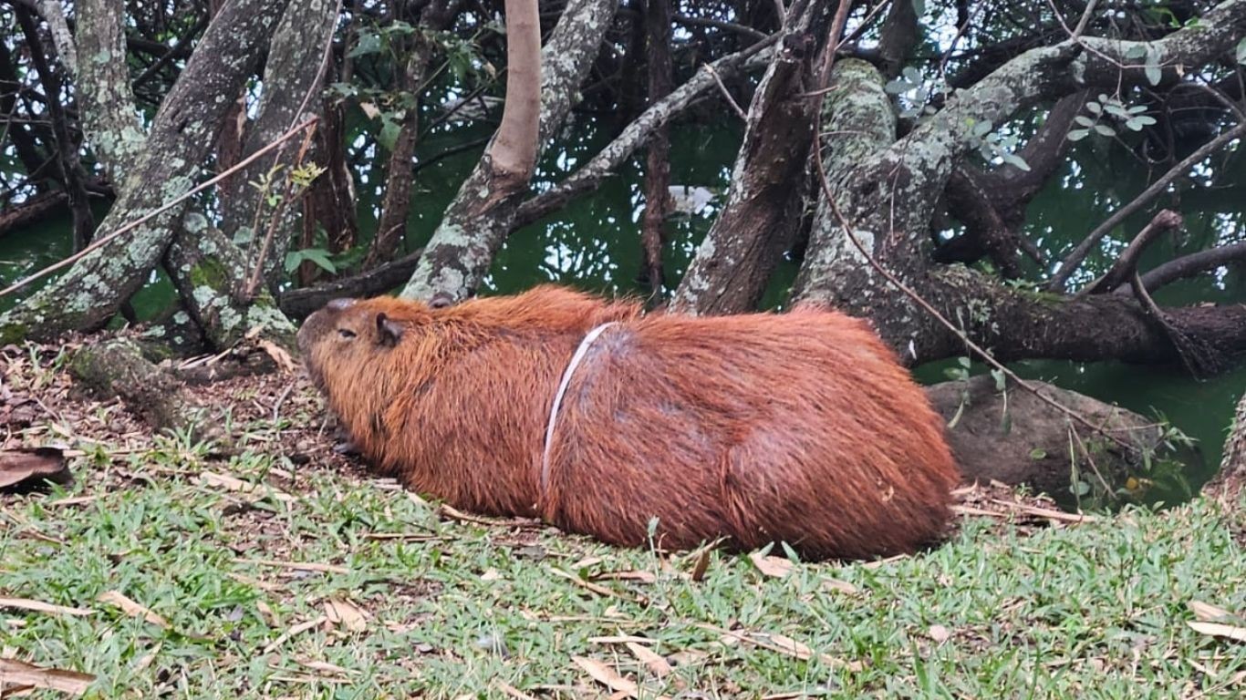 Capivara com arco preso ao corpo mobiliza Corpo de Bombeiros e Polícia Militar para remoção em Campinas