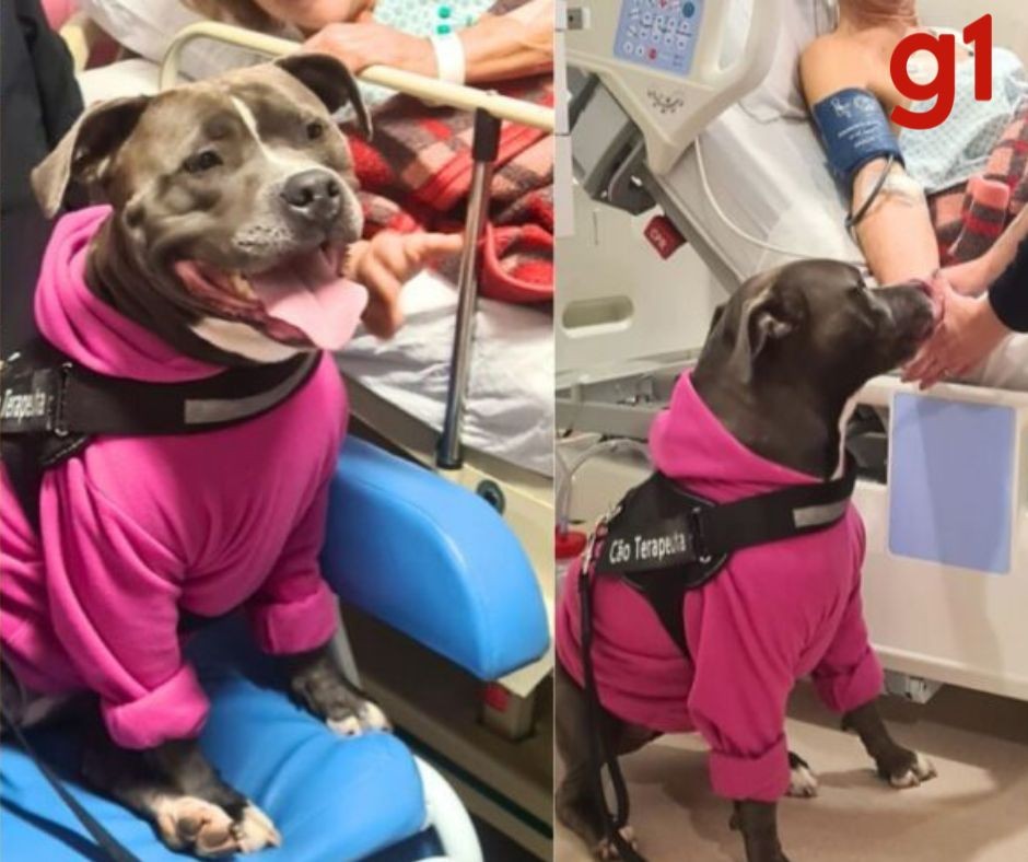 Pitbull 'terapeuta' visita pacientes e auxilia tratamentos em hospitais de SC: 'ambiente leve e descontraído'