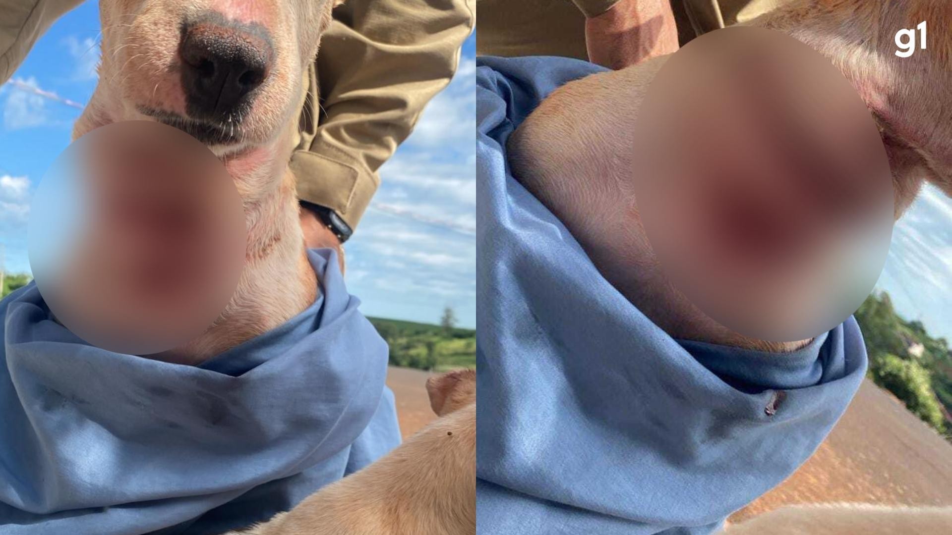 Cachorra é encontrada com corte profundo no pescoço, e tutor é preso por mantê-la presa com fio de cobre no Paraná