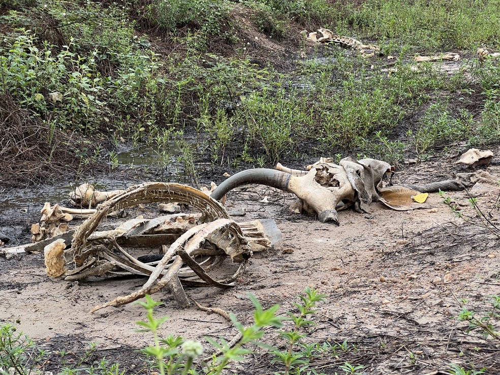 Fazendas viram cemitério de bois no município de Mucajaí, Norte de Roraima — Foto: Caíque Rodrigues/g1 RR