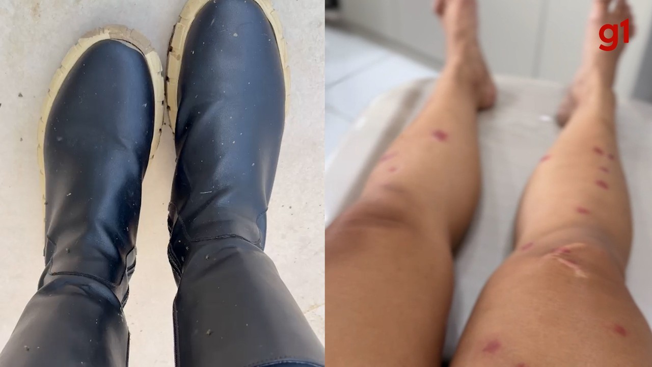 Câmara de Vereadores cria comissão especial para discutir infestação de borrachudos no Rio