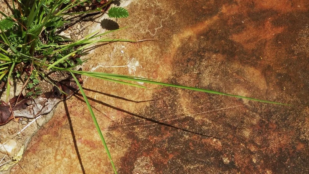Pesquisa descobre pegadas semelhantes de dinossauros no Brasil e na África e sugere corredor entre os países no passado