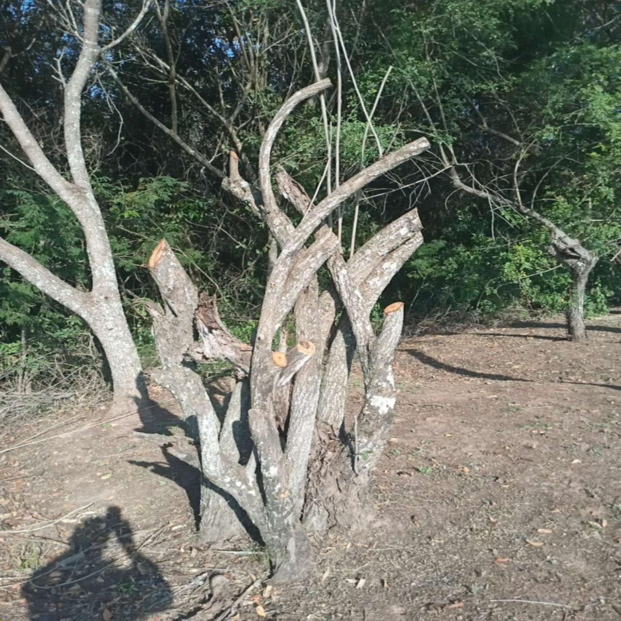 Condomínio é multado em R$ 1,5 mil após derrubar árvores sem autorização em Martinópolis