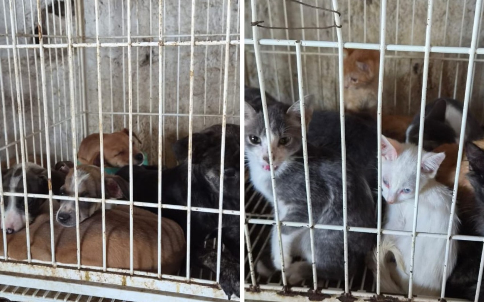 Delegacia Eletrônica recebe quase 80 denúncias de maus-tratos a animais por dia em SP