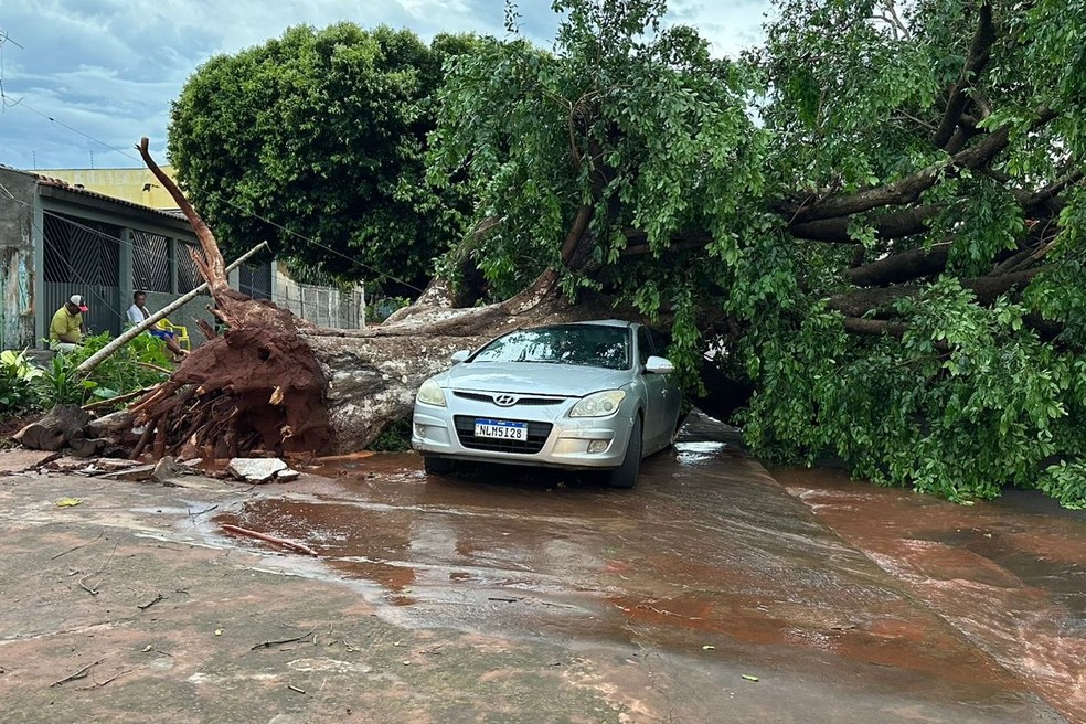 &Aacute;rvore cai em cima de carro em Campo Grande &mdash; Foto: Wiliam Guedes