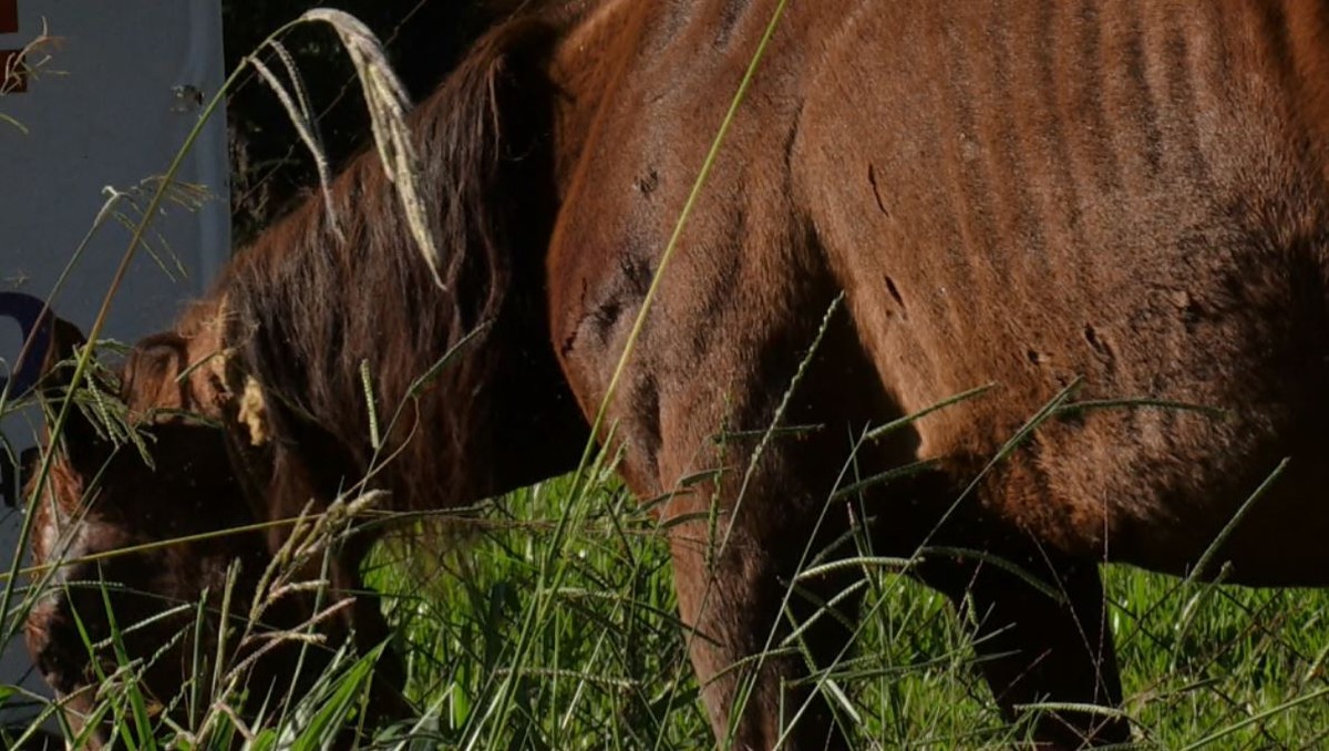 Onça mata cavalo e fere outros no Paranoá
