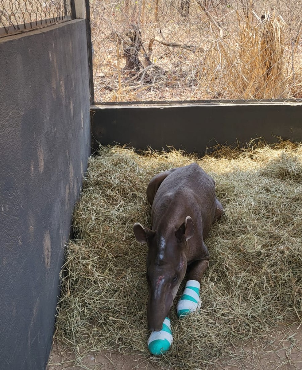 Animais estão sendo transferidos desde sehunda — Foto: Ibama