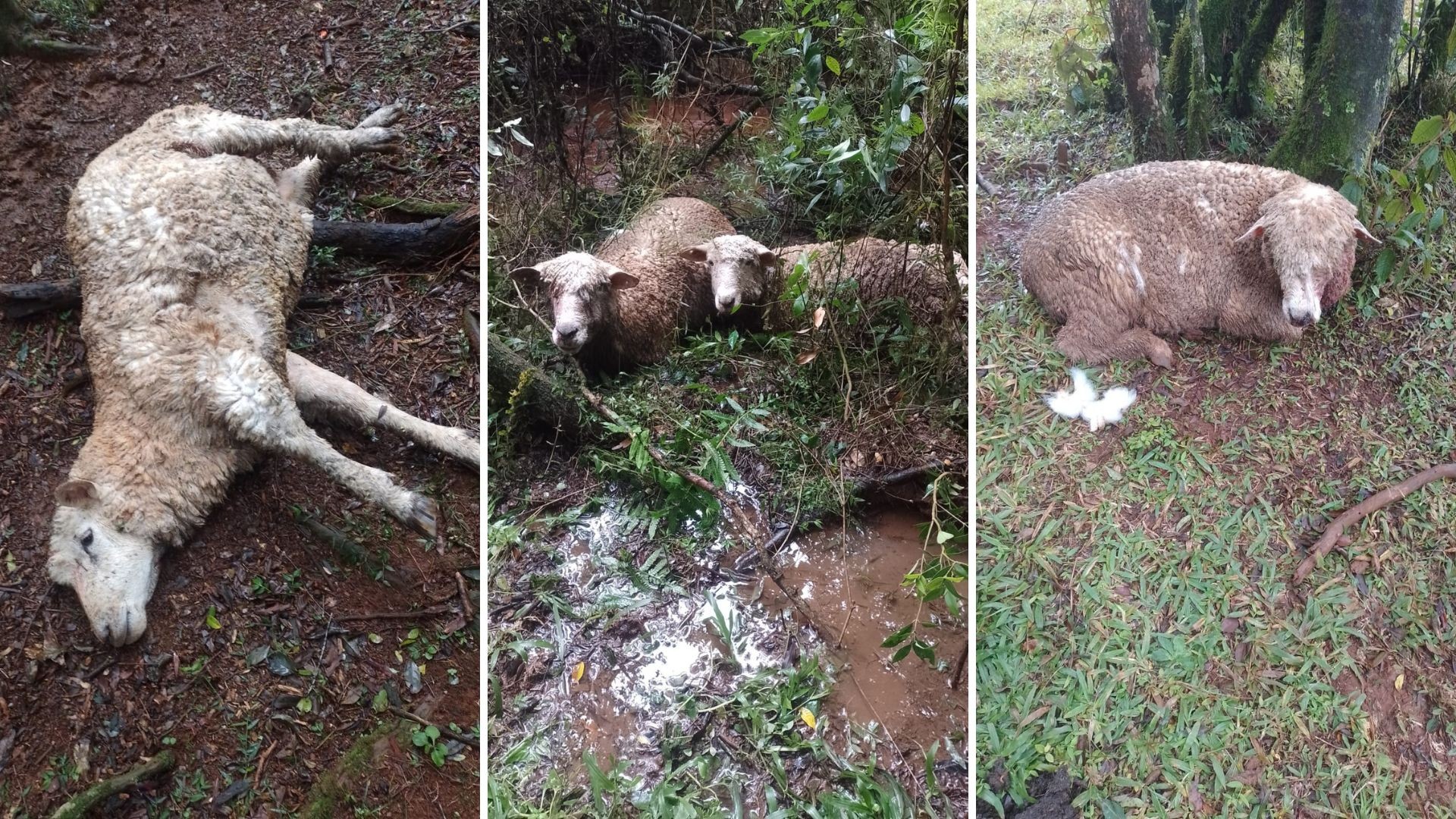 Todas as ovelhas mortas após ataque de cães no RS estavam prenhas, diz produtor: 'Terminou nosso rebanho'; nº de mortes pode chegar a 70