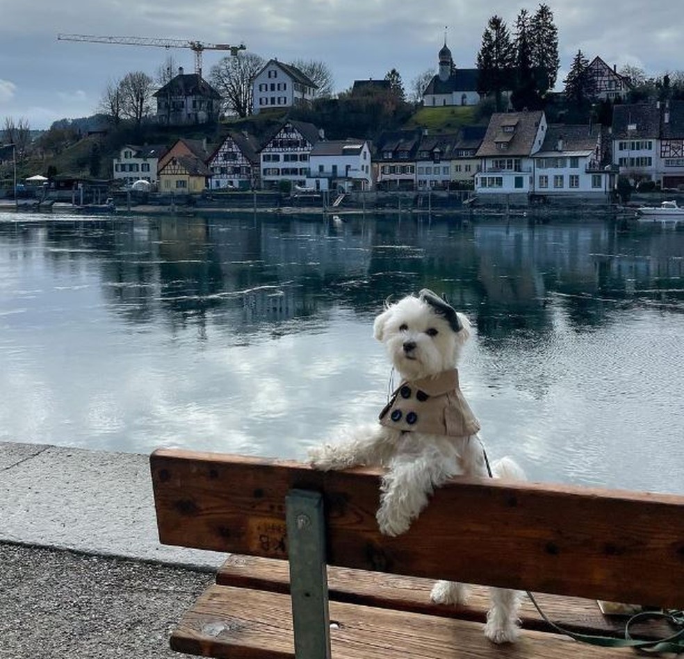 Tofu viajando para a Suíça — Foto: Reprodução/ Instagram