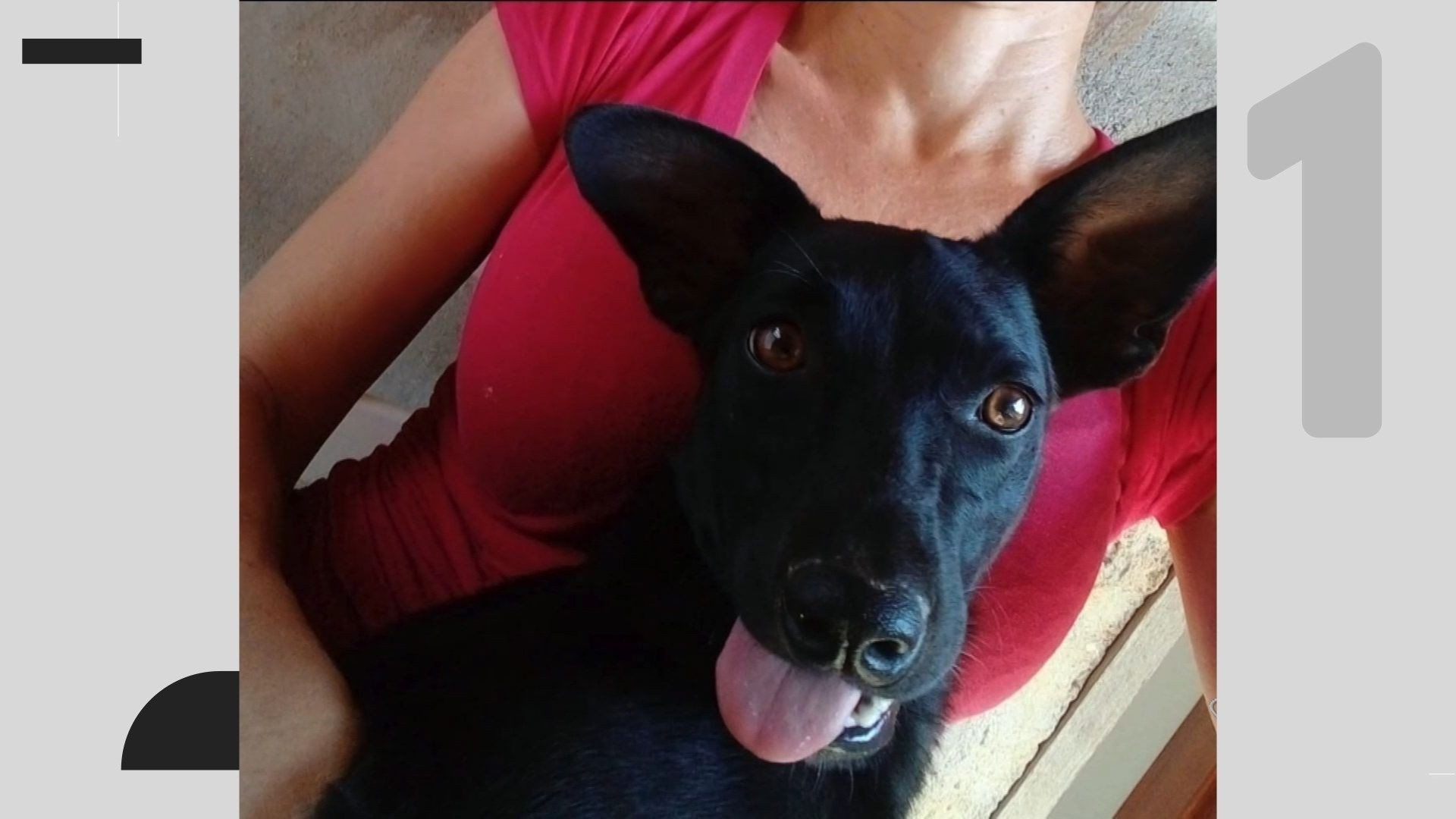 Cadela comunitária é morta a tiros em Pancas; suspeito é preso