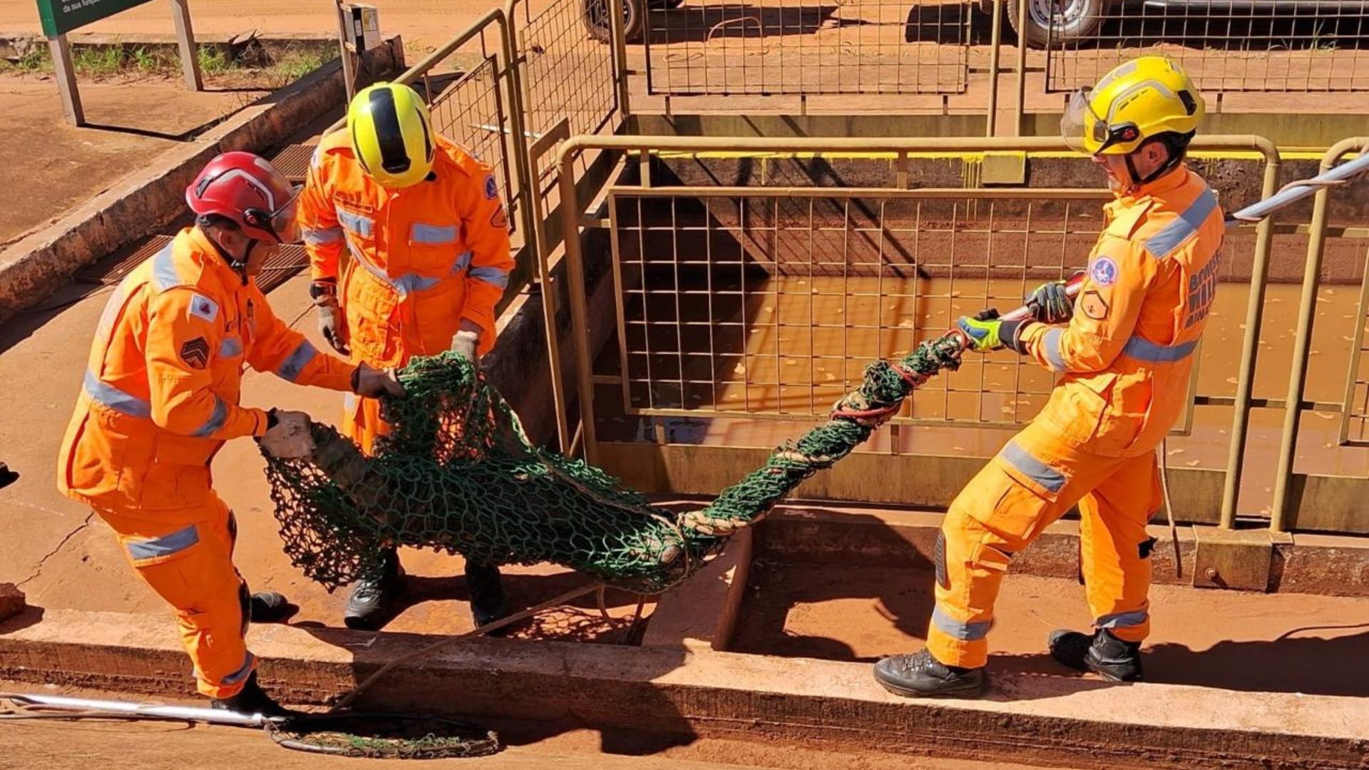 VÍDEO: Jacaré de 1,50 m é capturado após ficar preso em tanque d'água de empresa de bioenergia em MG