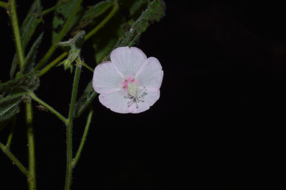 Nova espécie de flor é descoberta na Estação Ecológica da Serra das Araras, em Mato Grosso. — Foto: Marcos Rondon, Ana Kelly e Thales Coutinho