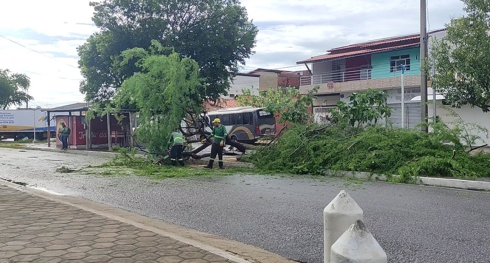 Árvore cai em avenida após chuva de 170 mm no litoral do Piauí — Foto: Reprodução/Redes Sociais