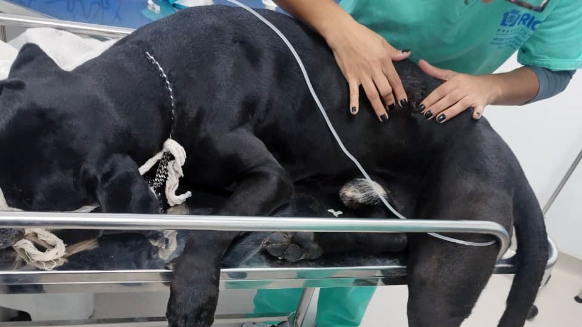 Cachorro baleado em megaoperação no Rio recebe alta