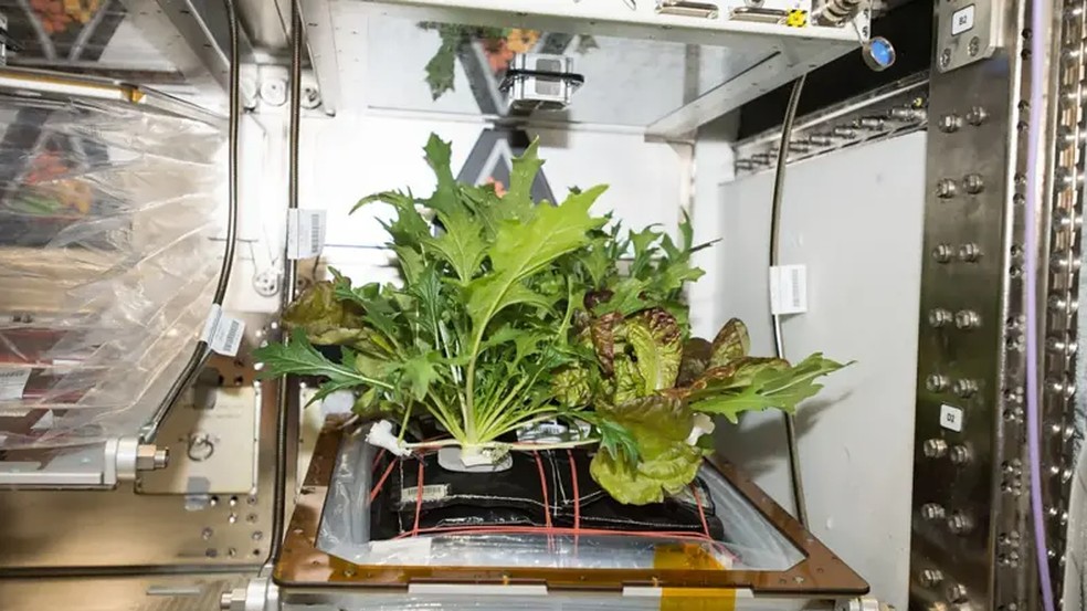 A ISS tem sua prpria horta minscula a bordo, para que os astronautas possam estudar o crescimento vegetal em ambientes com microgravidade — Foto: Amanda Grifin/Nasa