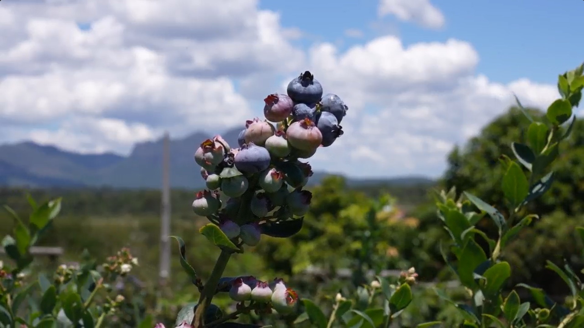 Amoras levam 'susto' para brotar no Nordeste: g1 mostra a produção de frutas vermelhas no calor da Bahia