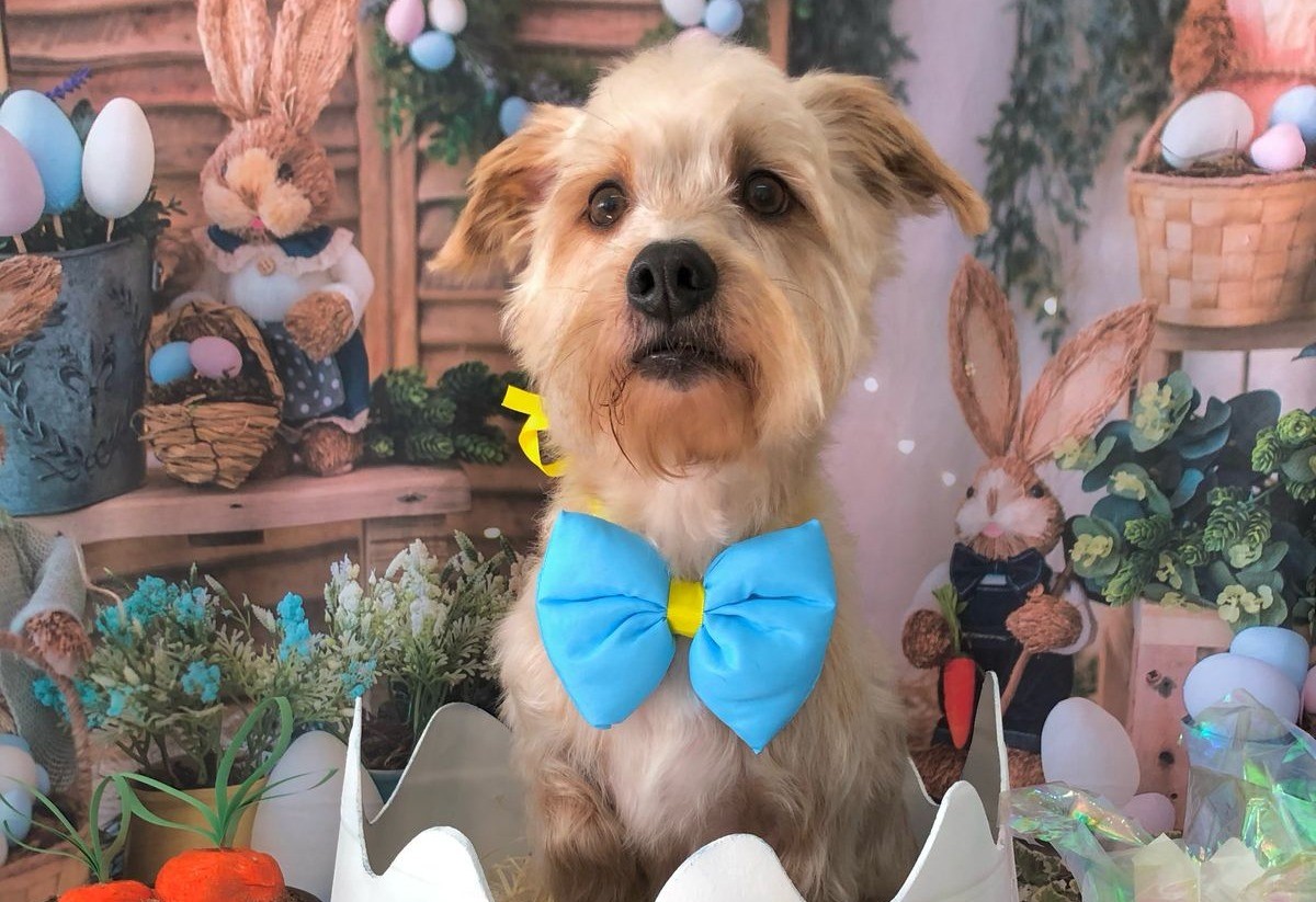 Polícia investiga morte de cachorro em hotel para pets em Curitiba