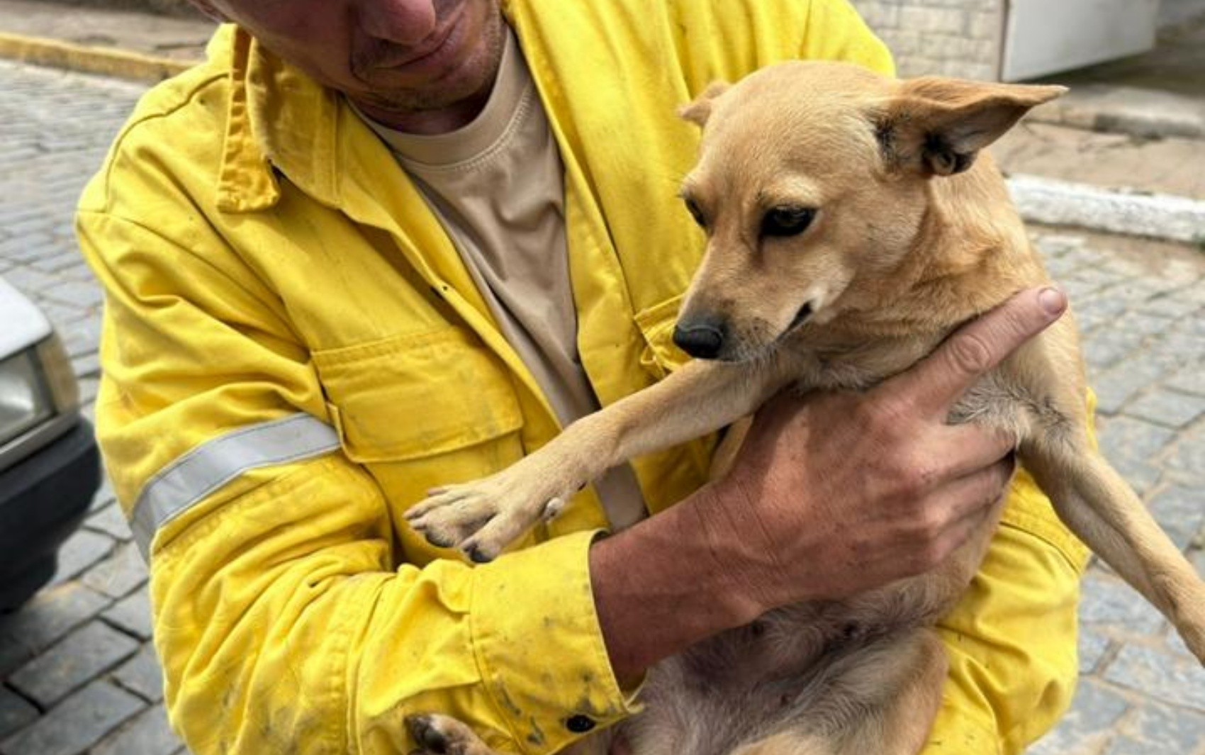 Cachorrinha 'caramelo' é resgatada sem ferimentos de incêndio que matou o dono dela em MG