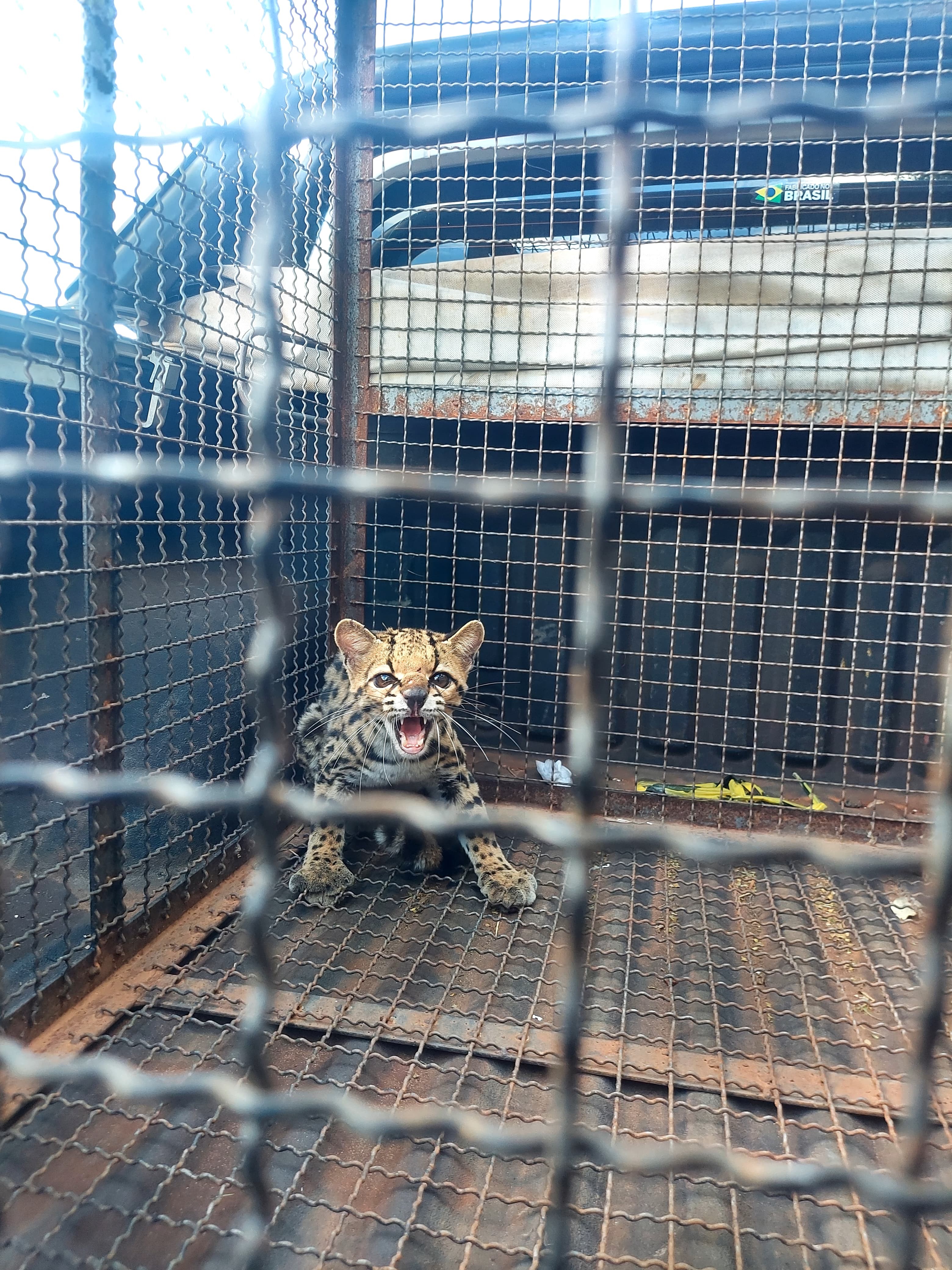 VÍDEO: jaguatirica é resgatada após ser encontrada em oficina mecânica de Taquarituba 