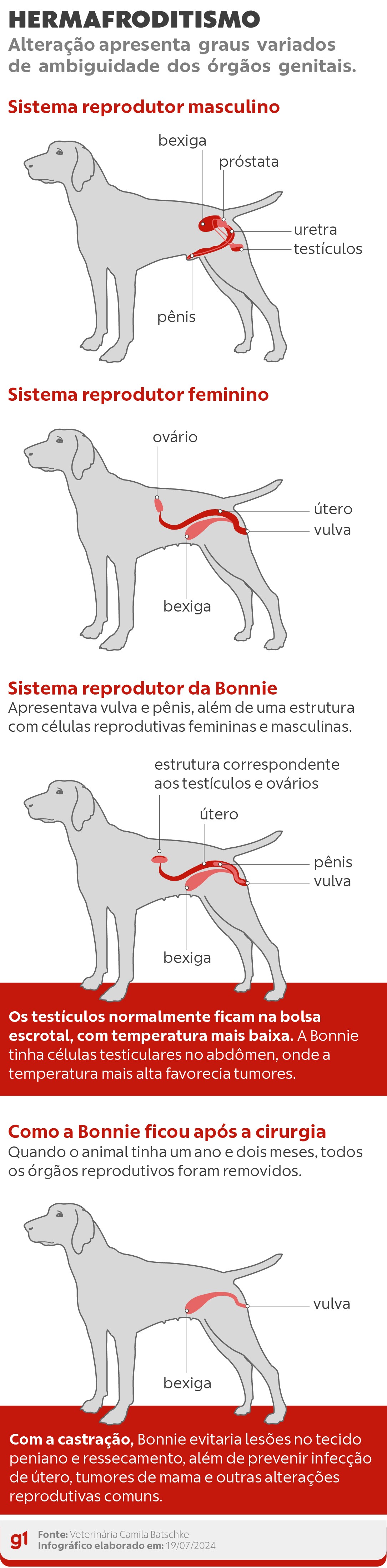Cachorra com condição rara de hermafroditismo passa por cirurgia de castração em SC