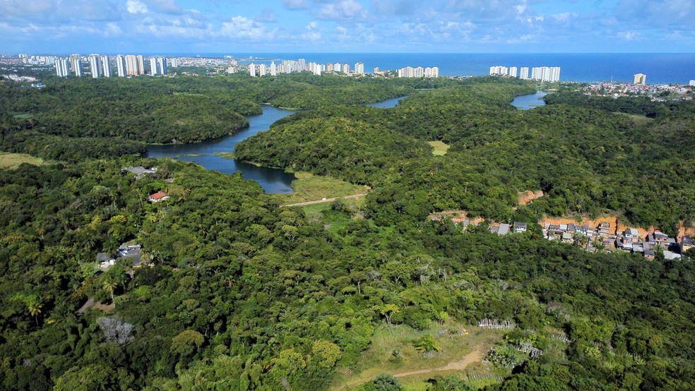 Prefeitura de Salvador pretende alcançar 36 m² de área verde por habitante para toda a cidade até 2049 — Foto: Foto: Manu Dias/GOVBA