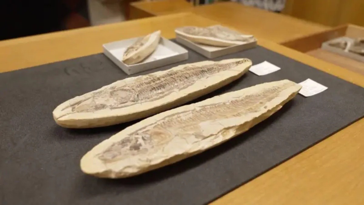 Os fósseis brasileiros guardados em museu britânico que voltarão ao país para recompor acervo do Museu Nacional destruído em incêndio