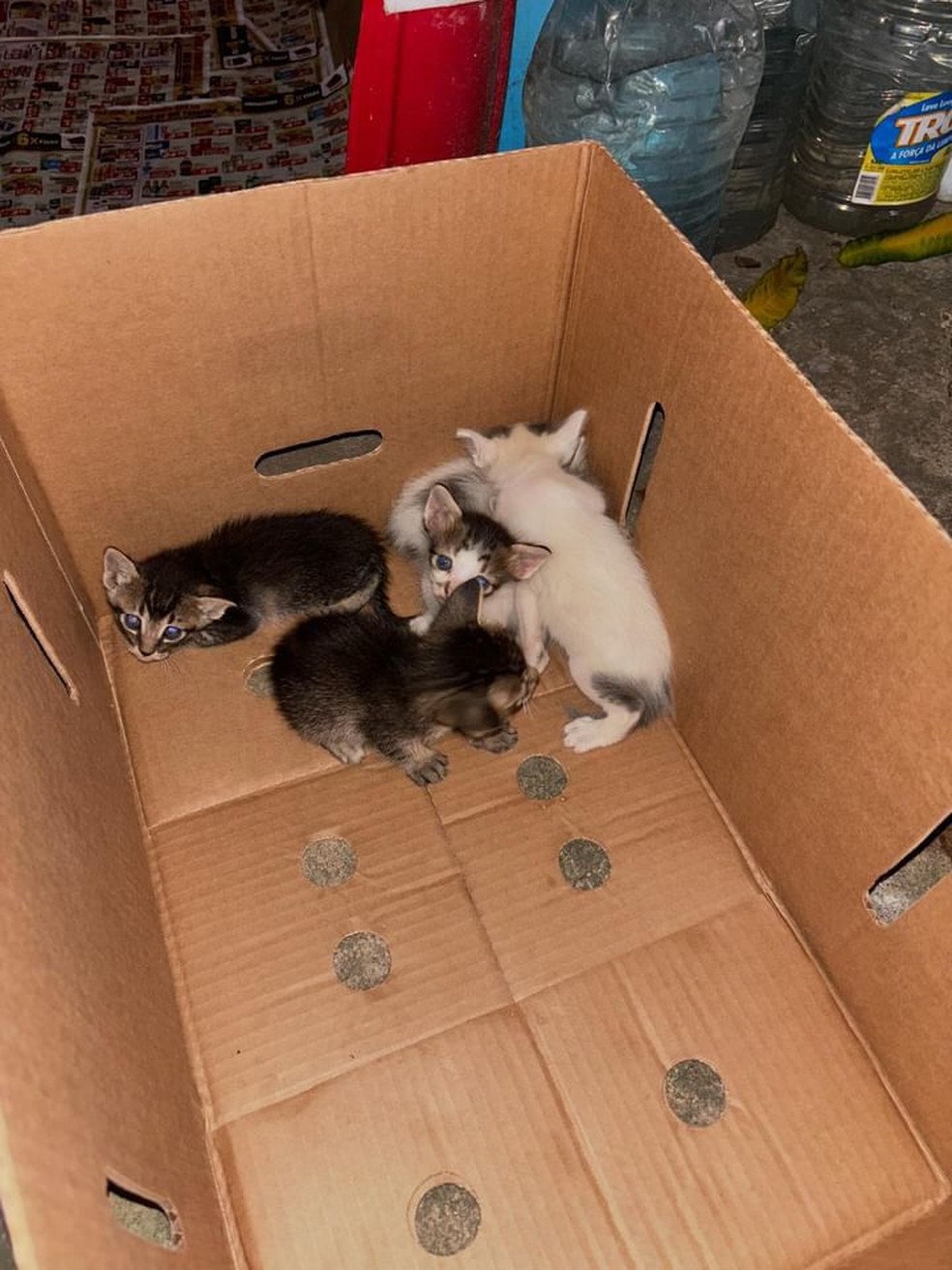 Filhotes de gato abandonados em praça na Cruz das Almas, em Maceió — Foto: Polícia Civil de Alagoas