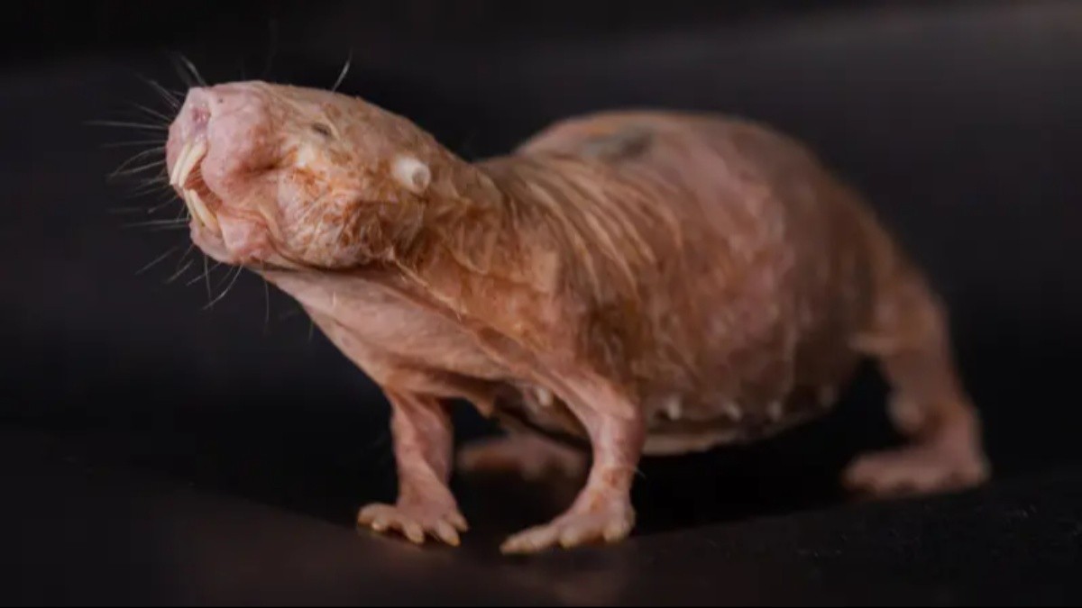Como a rainha das ratas-toupeiras impede que outras fêmeas se reproduzam
