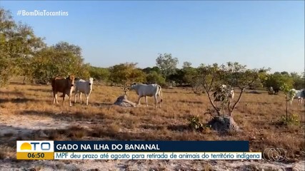 Ministério Publico Federal dá prazo para retirada de rebanho de gado na Ilha do Bananal
