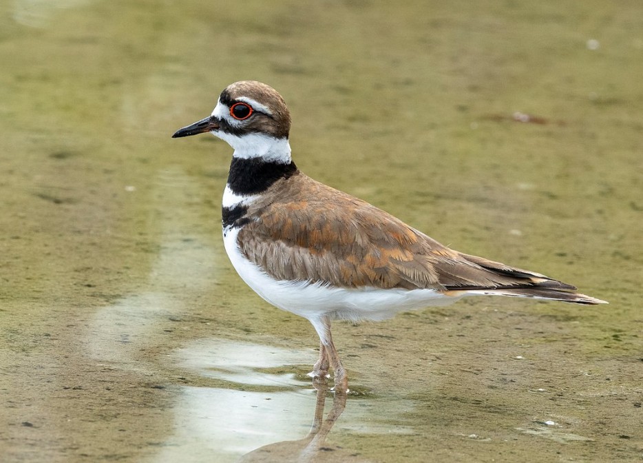 Brasil “ganha” oito novas espécies de aves